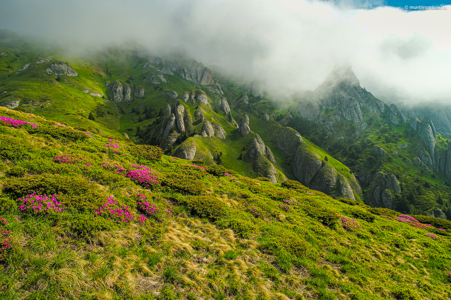 Flori de rhododendron în Munții Ciucaș